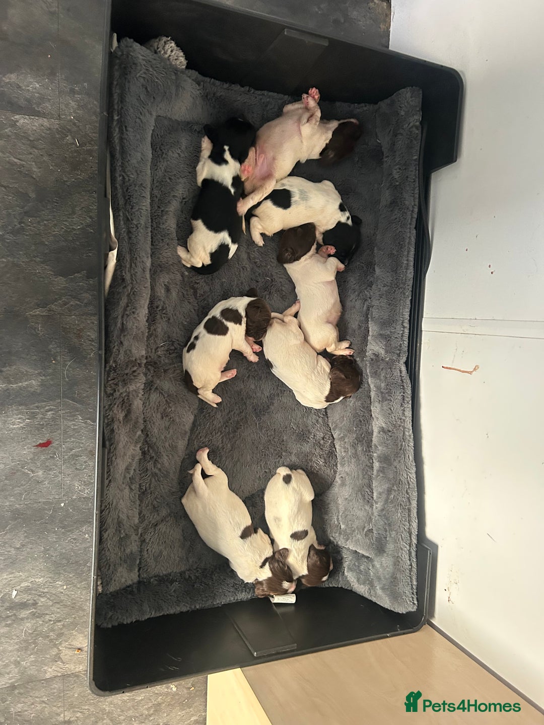 English Springer Spaniel dogs for sale: KC registered Springer spaniels puppies  - Image 5