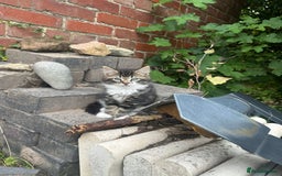 Domestic Shorthair cats for sale: 3 Kittens for sale  - Image 5