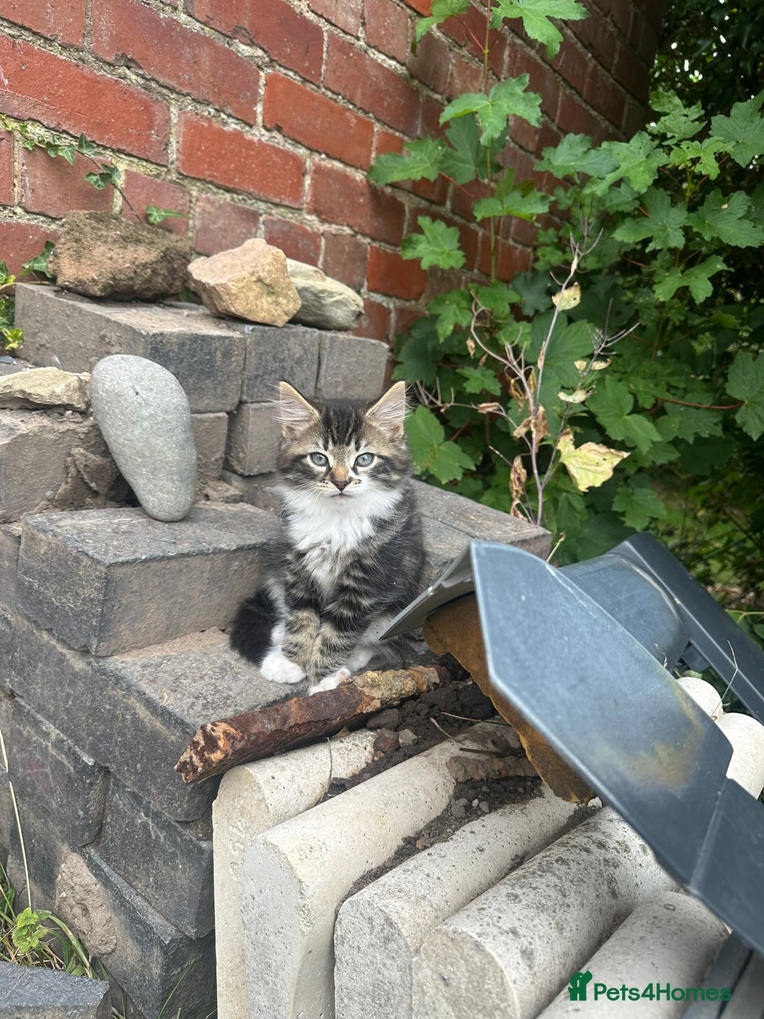 Domestic Shorthair cats for sale: 3 Kittens for sale  - Image 5
