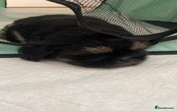 Shih Tzu dogs for sale: Shih tzu puppies - Image 9