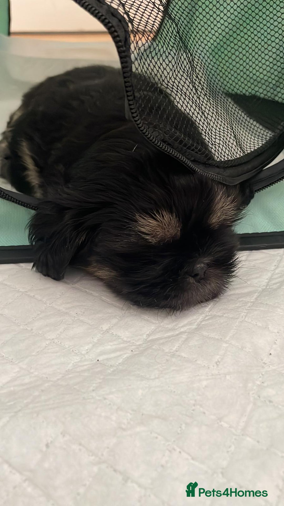 Shih Tzu dogs for sale: Shih tzu puppies - Image 9