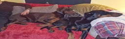 Dobermann dogs for sale: HEALTH TESTED, HOME REARED, STUNNING DOBERMAN PUPS - Advert 25