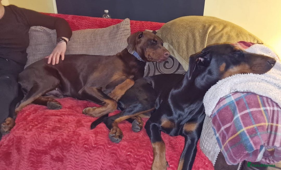 Dobermann dogs for sale: HEALTH TESTED, HOME REARED, STUNNING DOBERMAN PUPS - Advert 25