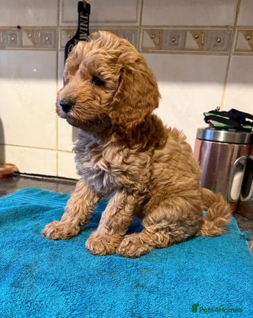 Miniature Poodle dogs - Advert 1