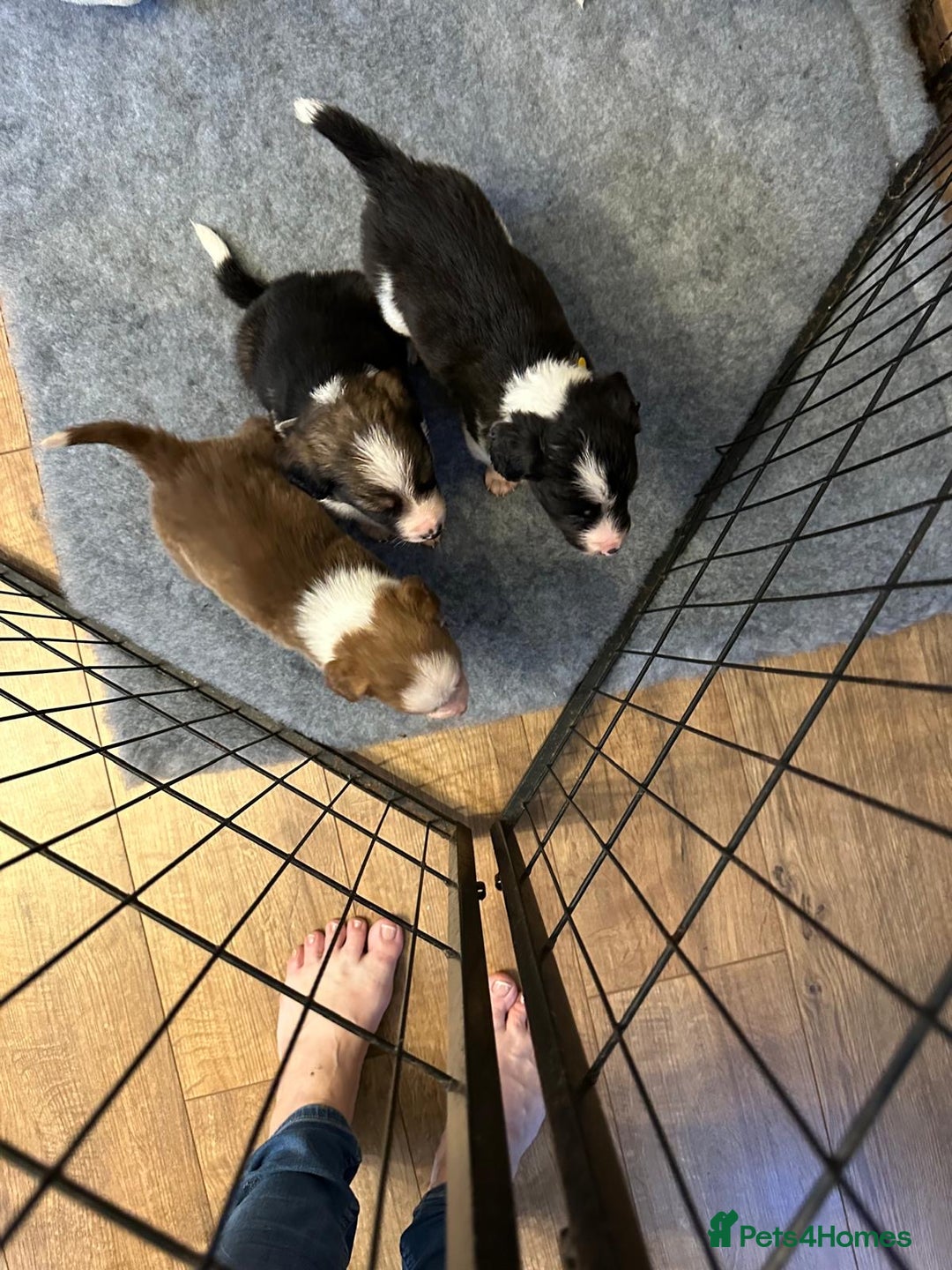 Border Collie dogs for sale: Boarder collie pups  - Advert 2