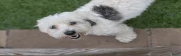 Mixed Breed dogs for adoption: Regina - nickname - Reggie in Fleet - Advert 20