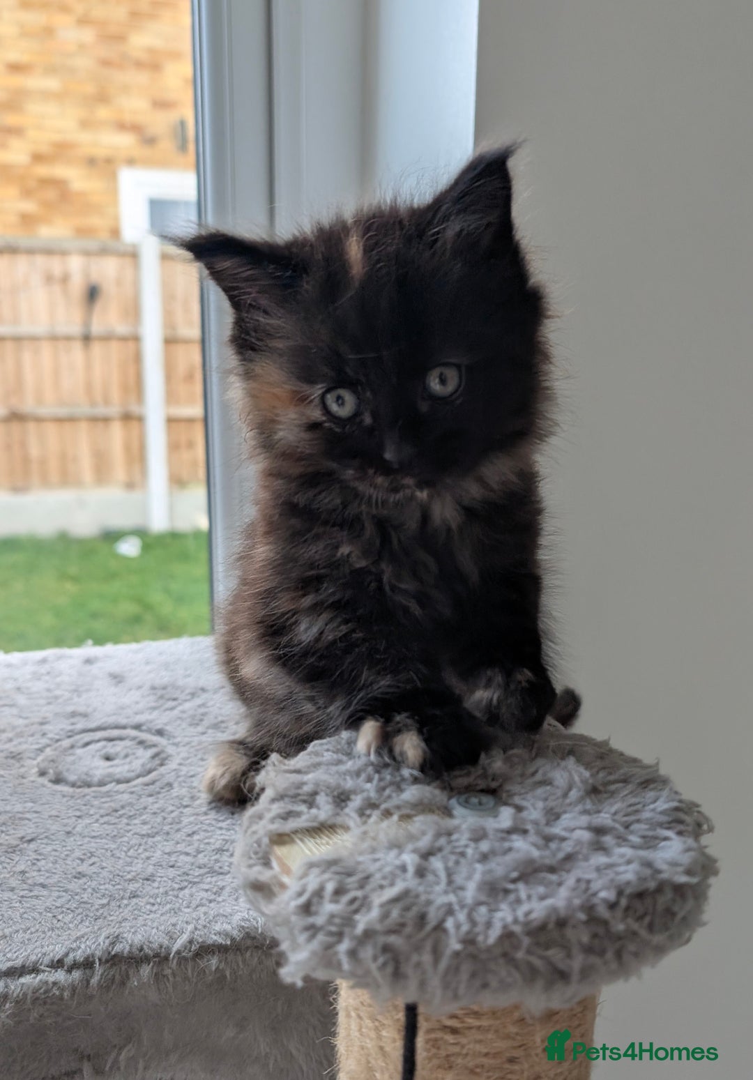 Mixed Breed cats for sale: 2 female kittens - half Maine coon.  - Advert 3