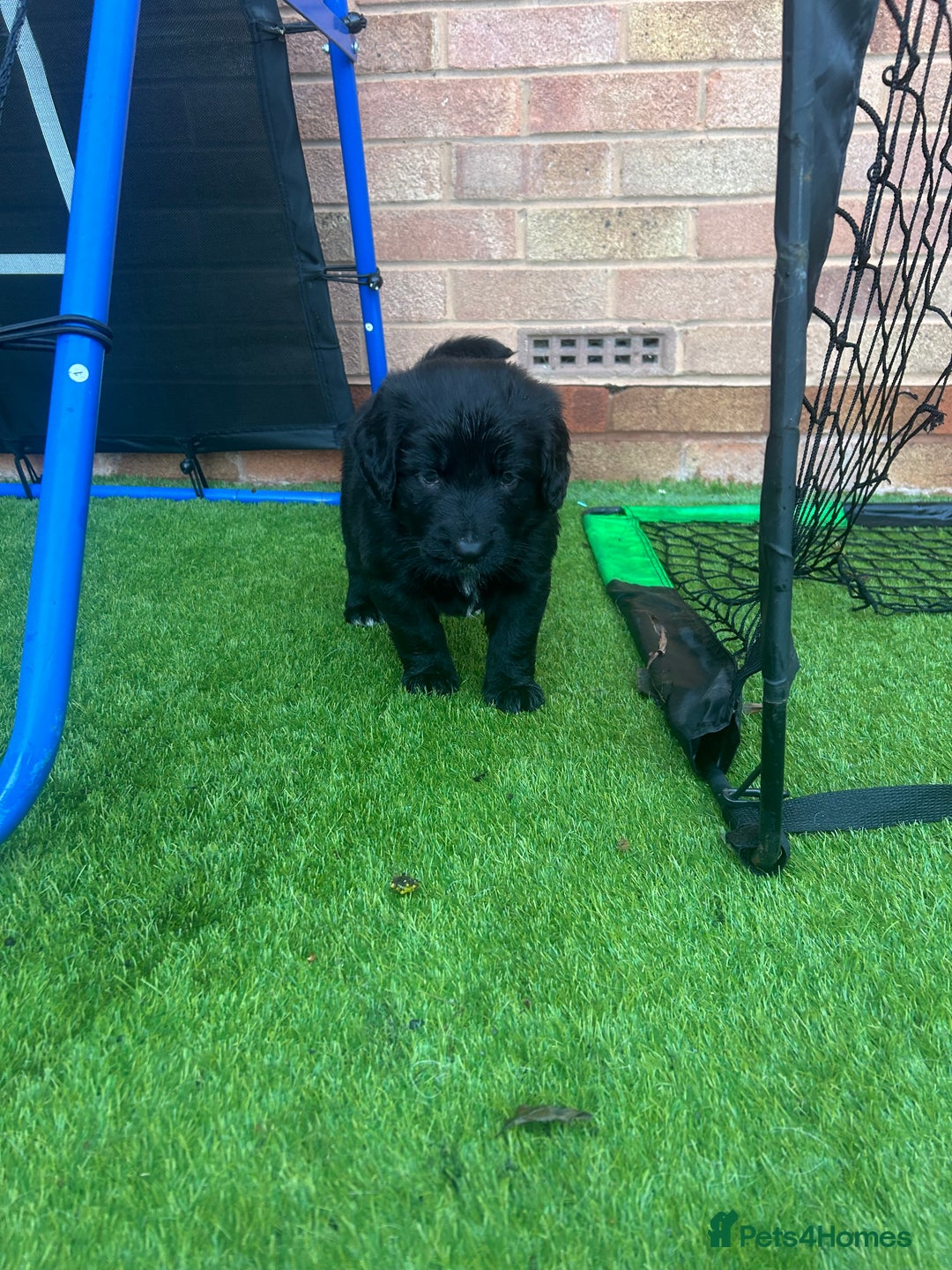 Mixed Breed dogs for sale: Stunning litter - Advert 6