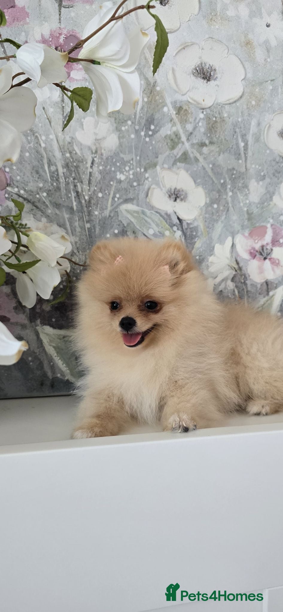 Pomeranian dogs Gorgeous KC Pomeranian Puppies, Boy & Girl Ready - Advert 2