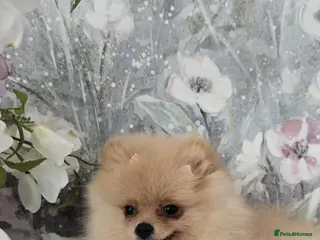 Pomeranian dogs Gorgeous KC Pomeranian Puppies, Boy & Girl Ready - Advert 2