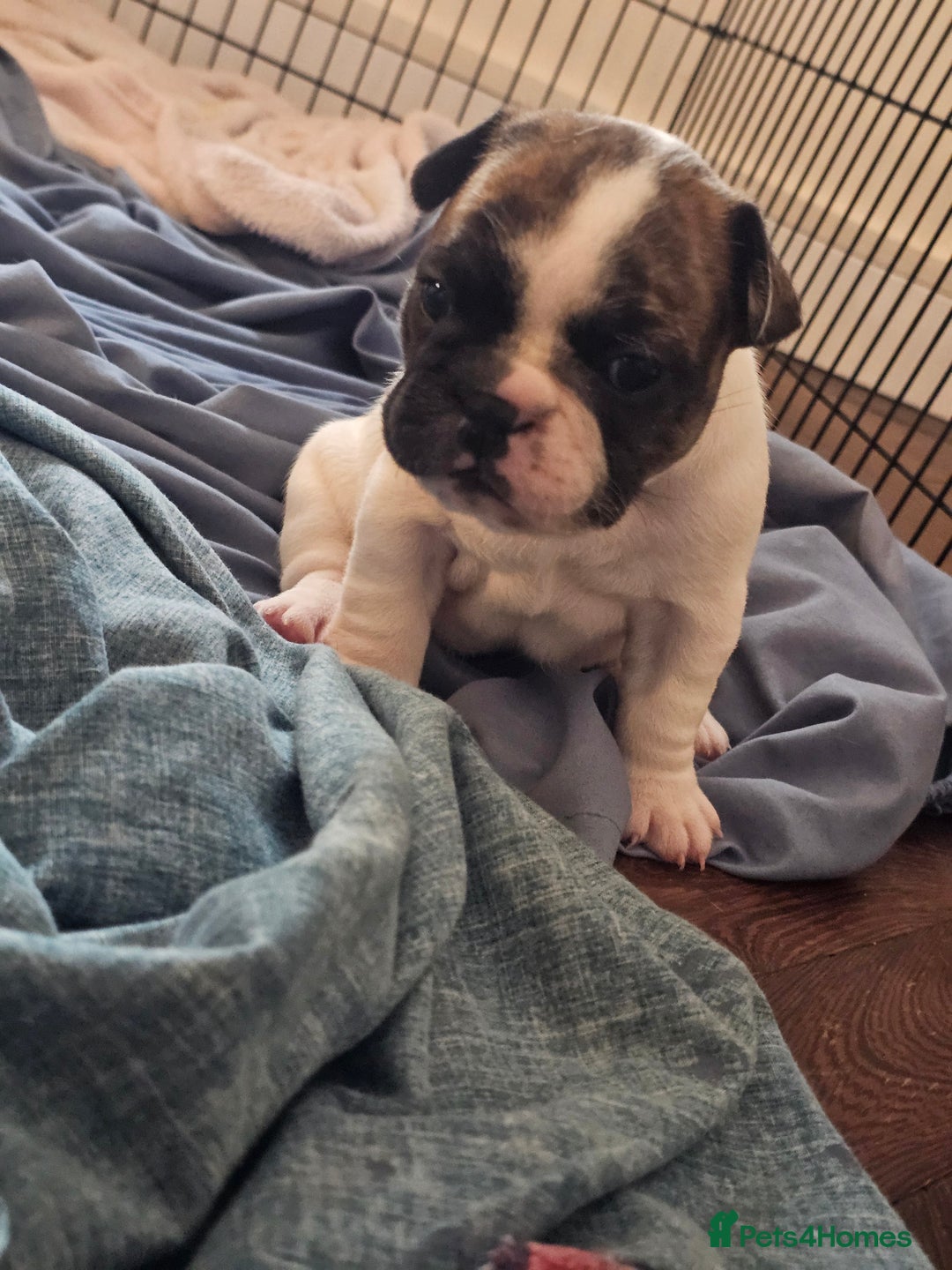 French Bulldog dogs for sale: 3 female french bulldog puppies - Image 9