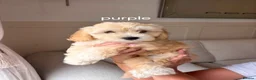Maltipoo dogs for sale: 2 multipoo girls left due to no show - Advert 5
