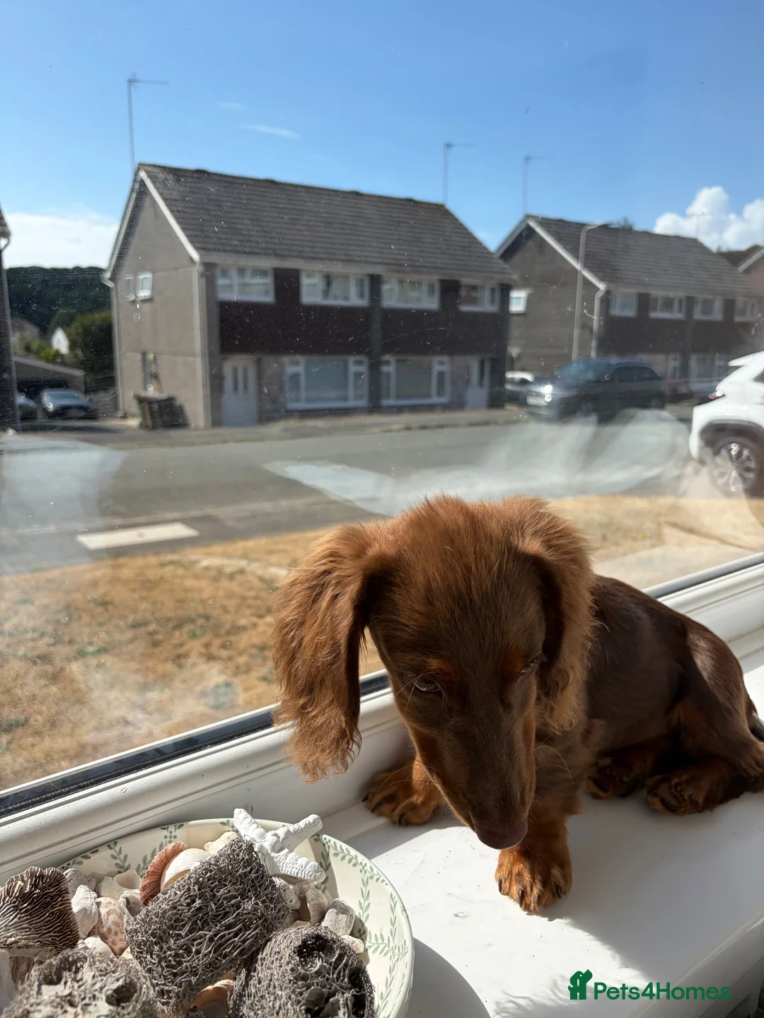 Miniature Dachshund dogs for sale: chocolate & tan longhair miniature dachshund  in Plymouth - Advert 10
