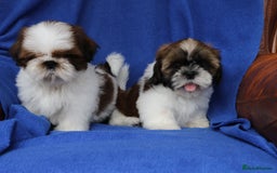 Shih Tzu dogs for sale: Beautiful Shih Tzu Puppies - Image 16