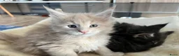 Maine Coon cats for sale: Maine coon kittens available for reservation  - Advert 17