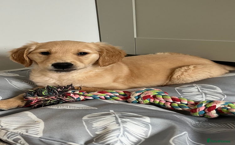 Golden Retriever dogs - Advert 4