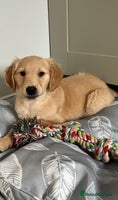 Golden Retriever dogs - Advert 14