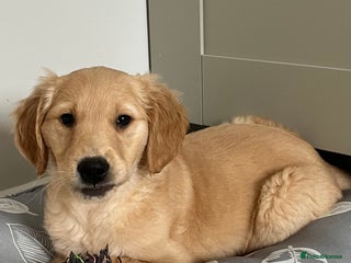 Golden Retriever dogs - Advert 3