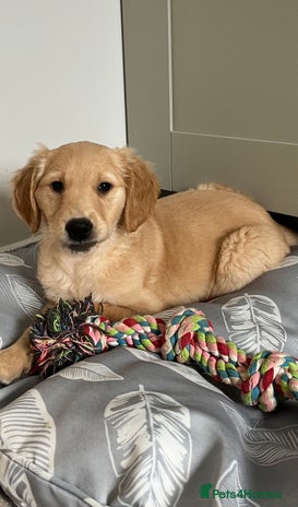 Golden Retriever dogs - Advert 2