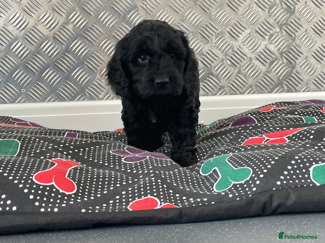 Cockapoo dogs for sale: F1 Cockapoo puppies for sale  - Image 24