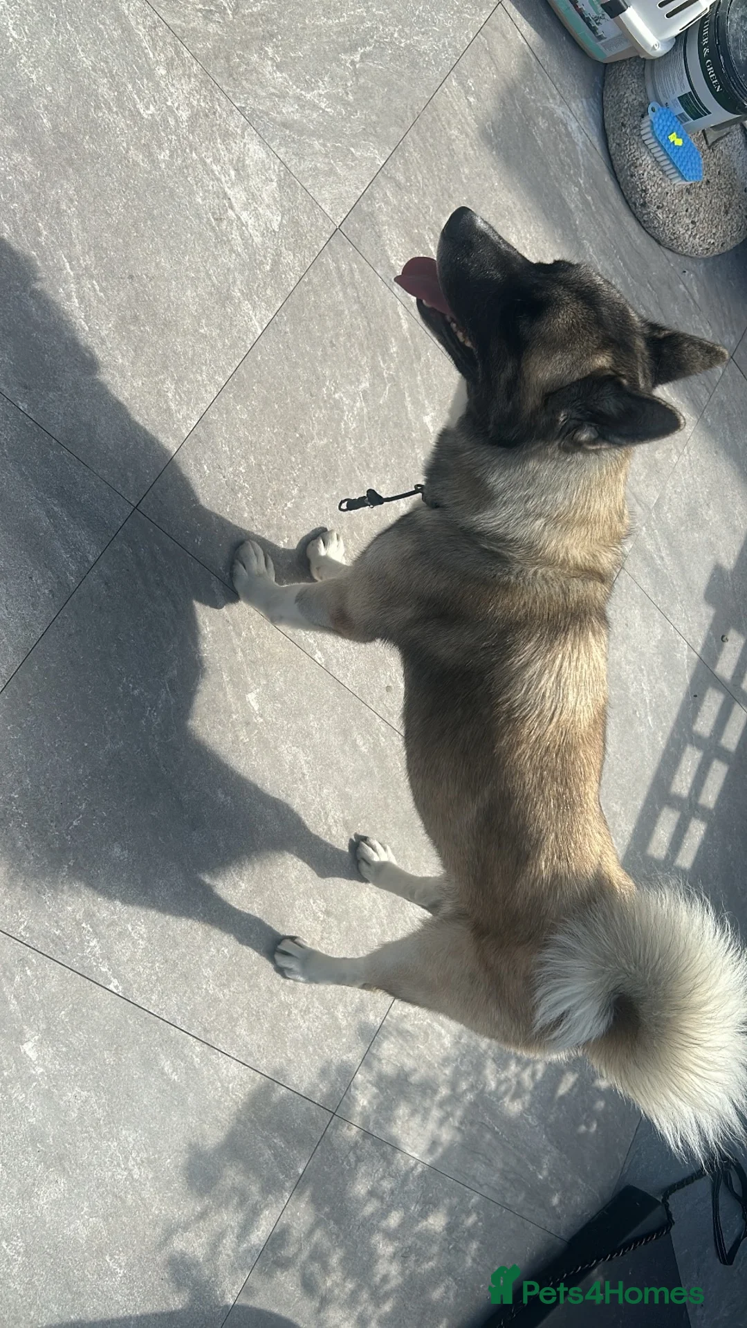 Akita dogs for stud: AKITA stud  in London - Advert 2