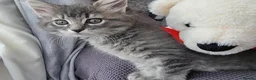 Nebelung cats for sale: Nebelung cross Ragdoll blue grey kitten. in Havant - Advert 11