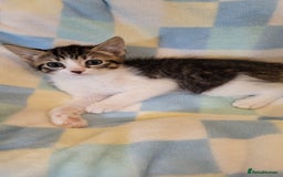Mixed Breed cats for sale: Kittens Ready Now - Image 14