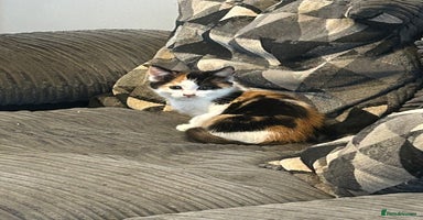 Mixed Breed cats - Advert 5