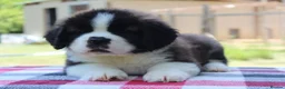Saint Bernard dogs for sale: dcjkhsdk purebred Saint Bernard puppies for you in Cheltenham - Advert 1