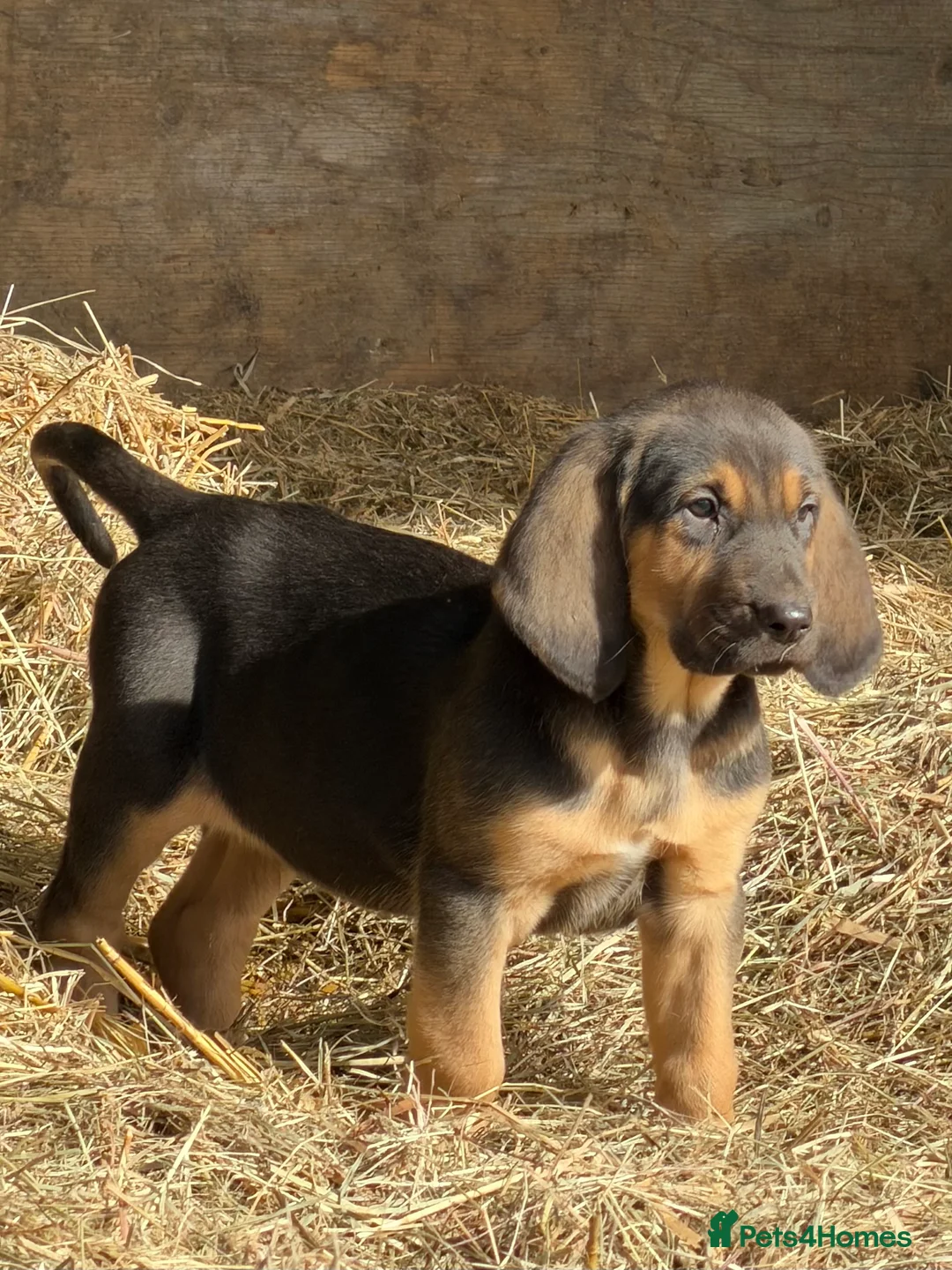 Bloodhound dogs for sale: Bloodhound puppies  - Advert 11