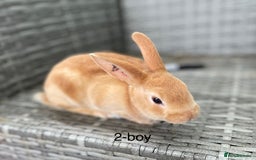 Rex rabbits for sale: 5 beautiful mini Rex  - Image 2
