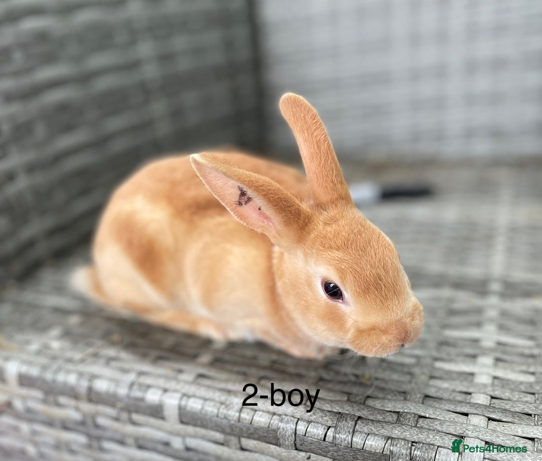 Rex rabbits for sale: 5 beautiful mini Rex  - Image 2
