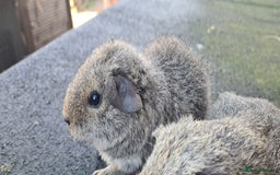 Guinea Pig rodents for sale: Male guinea pigs - Image 11