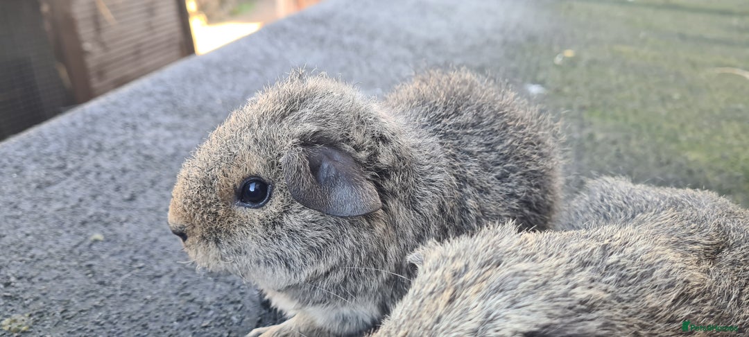 Guinea Pig rodents for sale: Male guinea pigs - Image 11