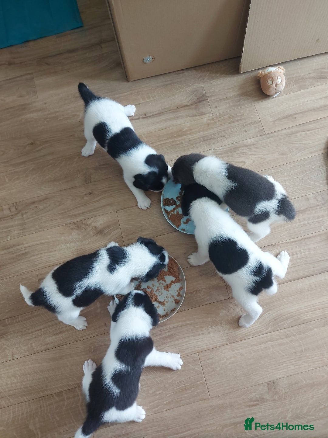 Mixed Breed dogs for sale: Border Beagle Puppies  - Image 11