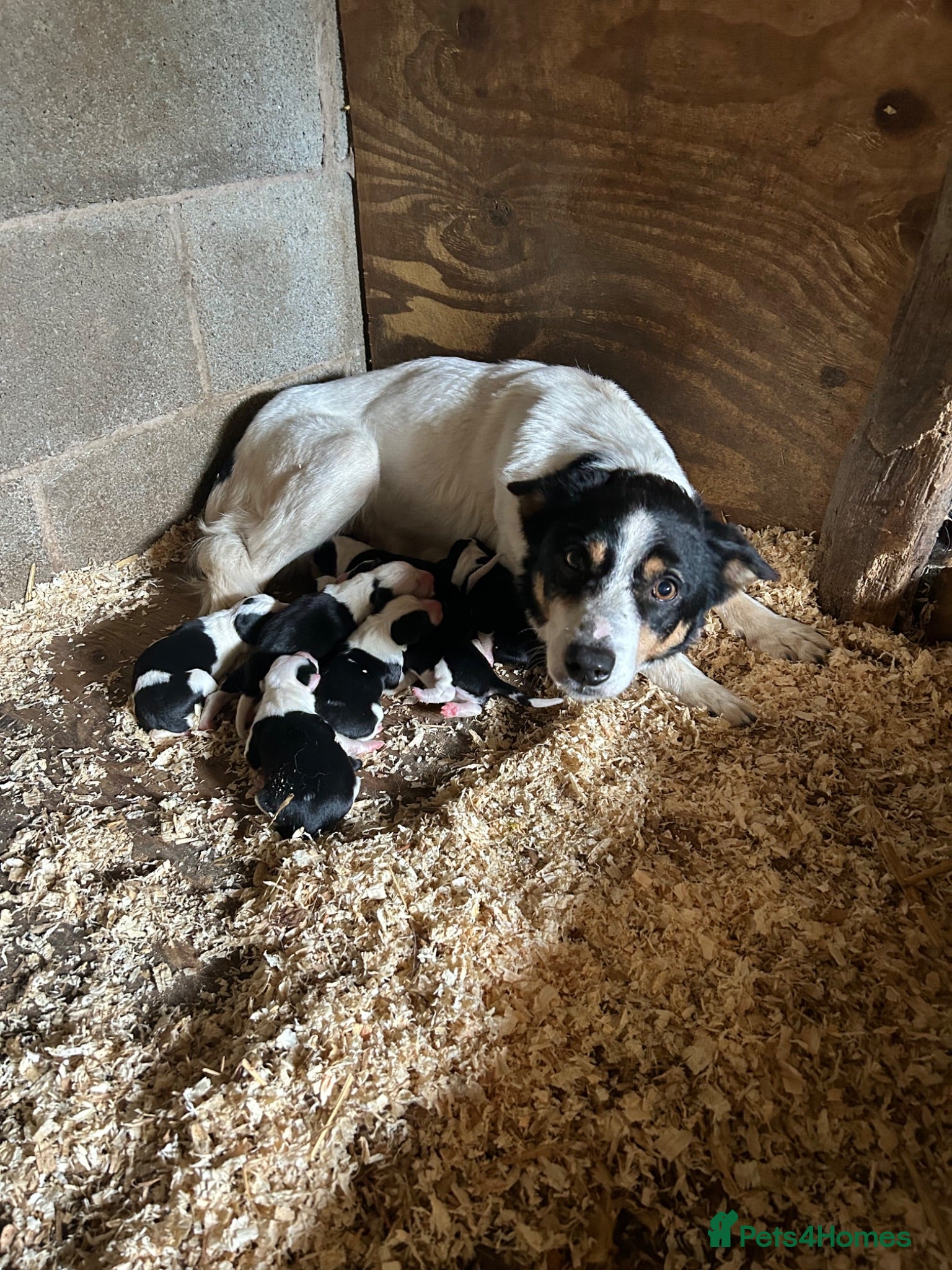 Border Collie dogs Border collie puppies for sale  - Advert 2