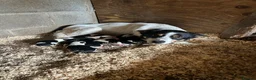 Border Collie dogs for sale: Border collie puppies for sale  in Montgomery - Advert 2