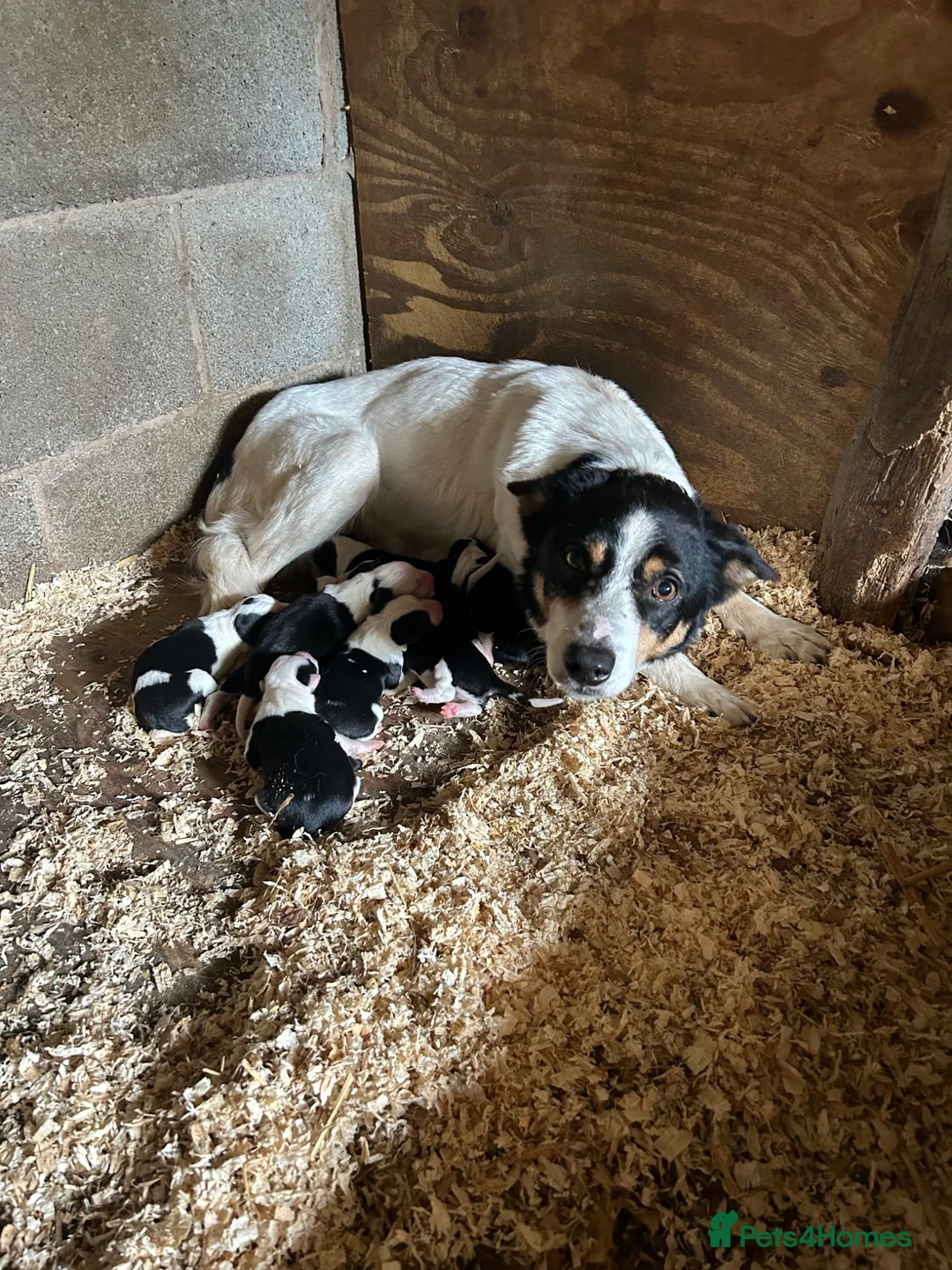 Border Collie dogs for sale: Border collie puppies for sale  in Montgomery - Advert 2