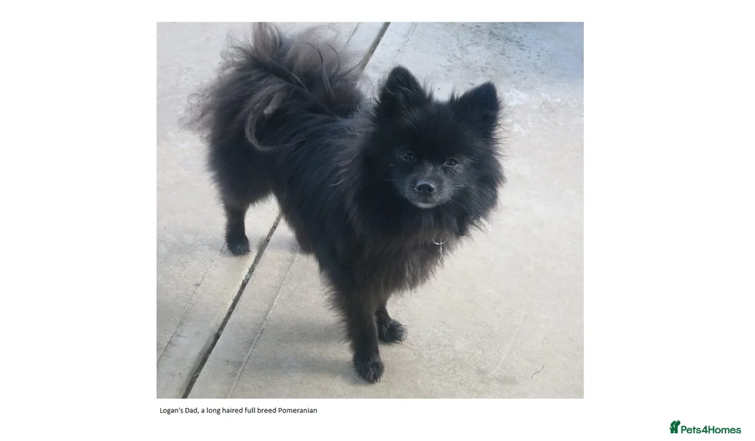 Pomsky dogs for stud: Pomsky for STUD Beautiful Husky markings in Sittingbourne - Advert 10