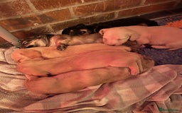 Miniature Dachshund dogs for sale: Pra hereditary clear min smooth dachshund  - Advert 6