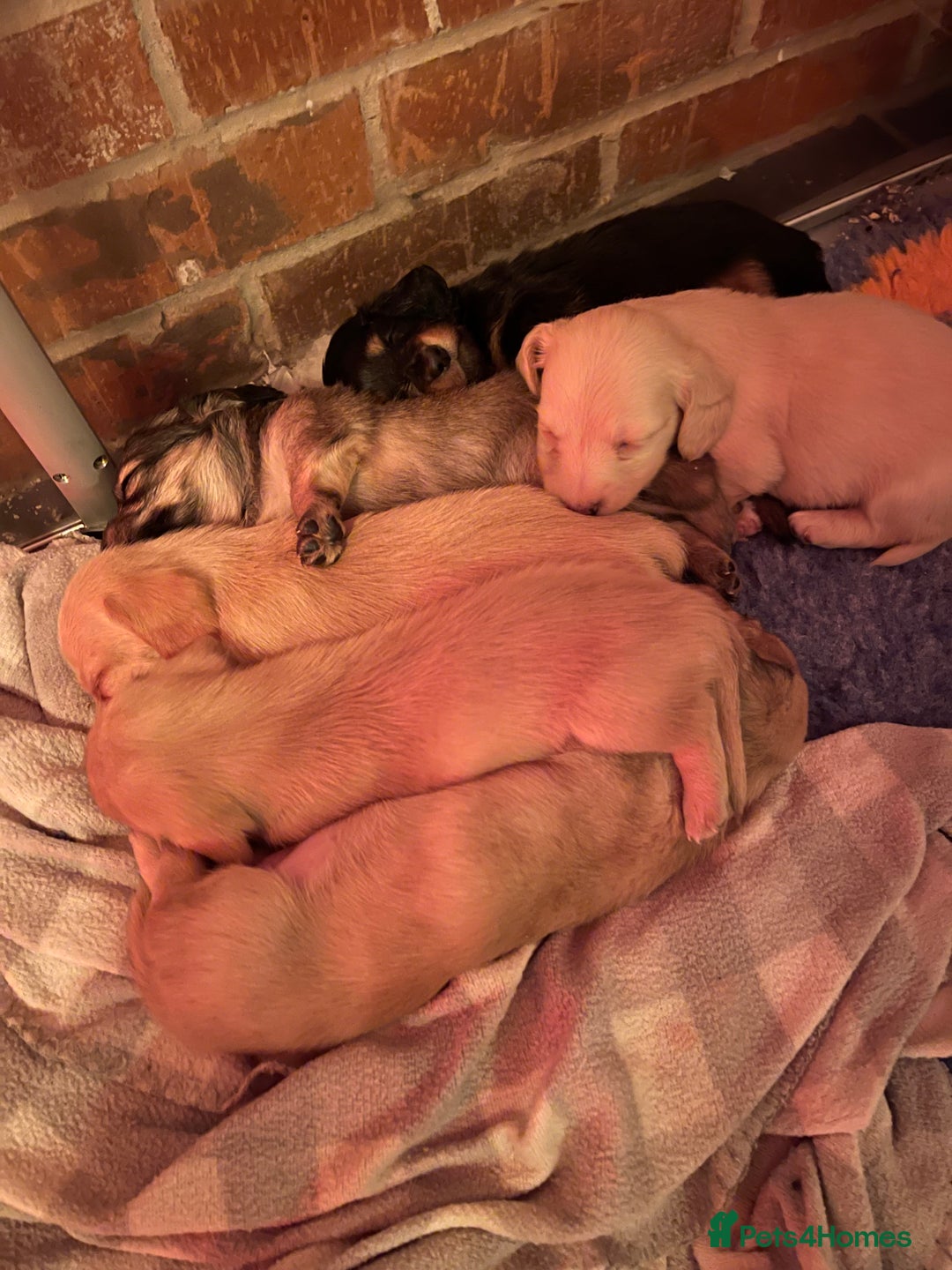 Miniature Dachshund dogs for sale: Pra hereditary clear min smooth dachshund  - Advert 6