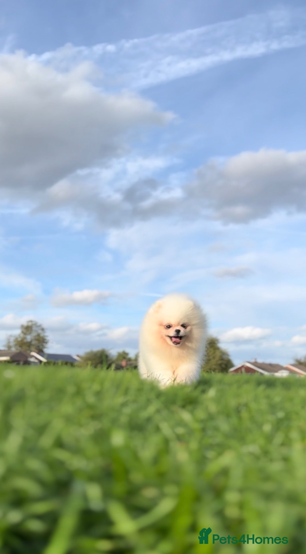 Pomeranian dogs  Fully vacinated  Luxury White Pomeranian Puppies  - Advert 5