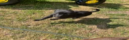 Cockerdor dogs for sale: Cockerdor puppies in Carlisle - Advert 7