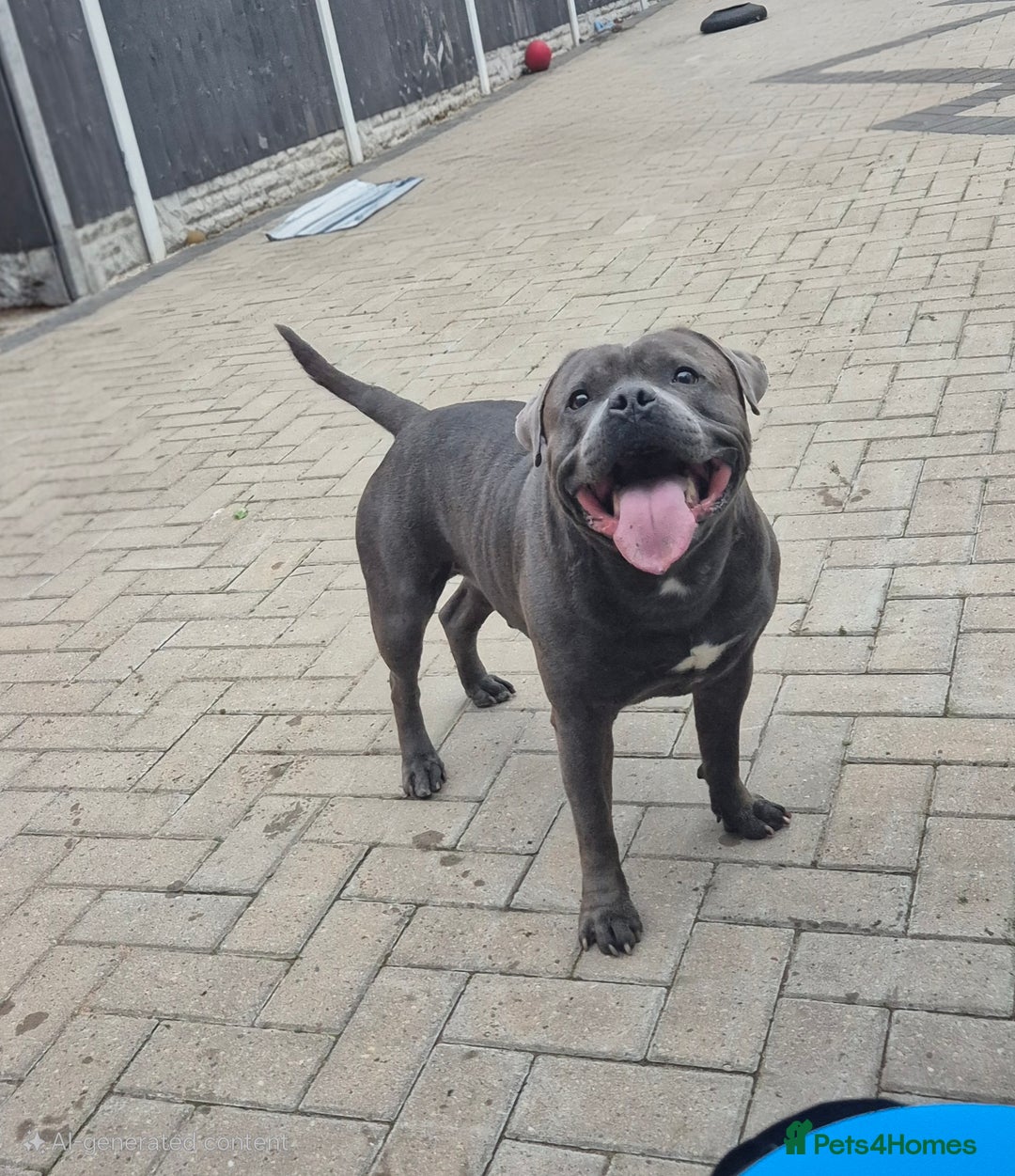 Staffordshire Bull Terrier dogs for stud: Maximus Prime ready for Stud in Birmingham - Advert 16
