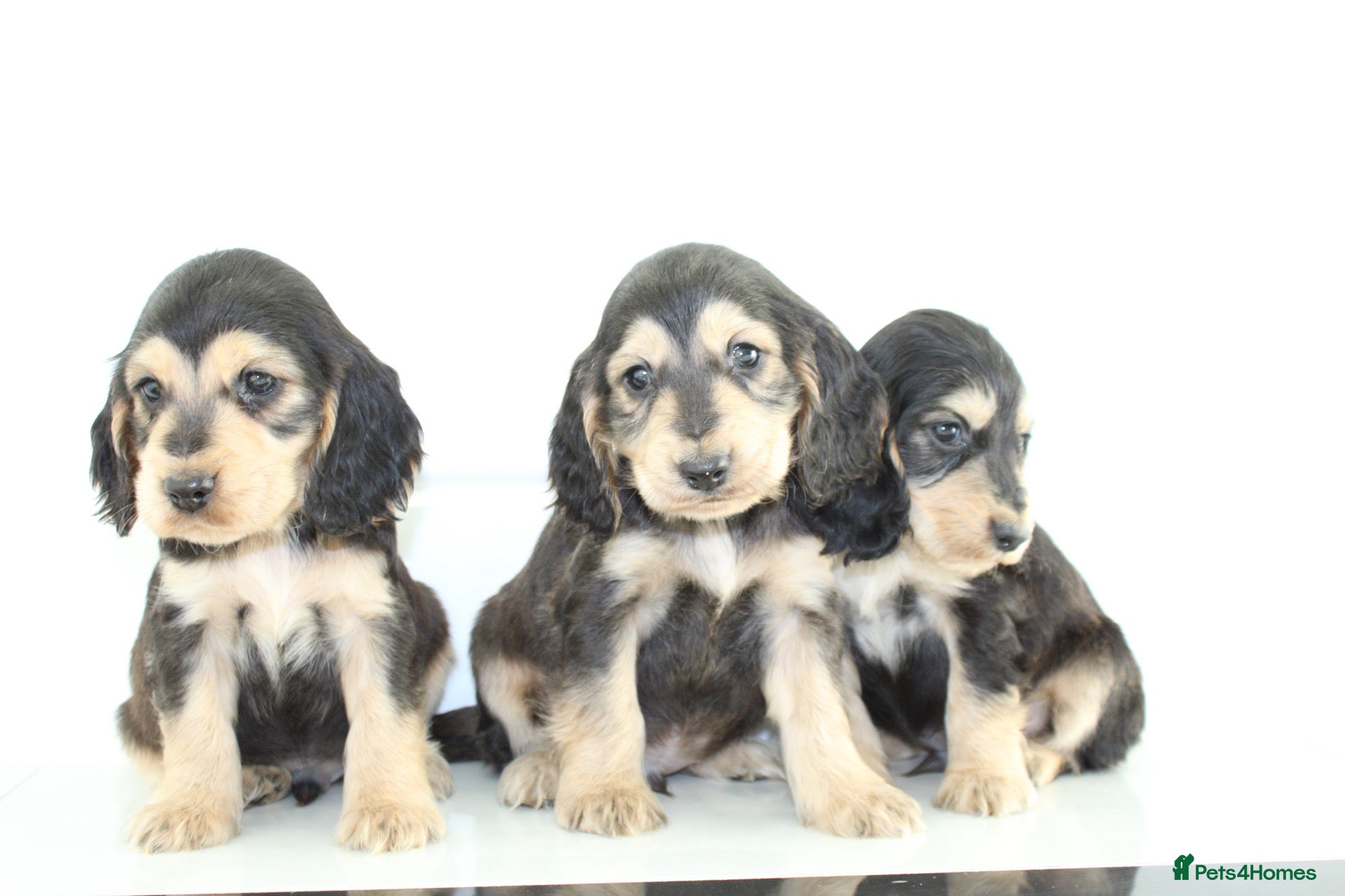 Cocker Spaniel dogs Quality Show type Kc Registered puppies - Advert 17