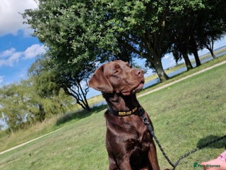 Labrador Retriever dogs - Advert 1