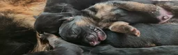 German Shepherd dogs for sale: Long haired German Shepherd puppies in West Bromwich - Advert 6