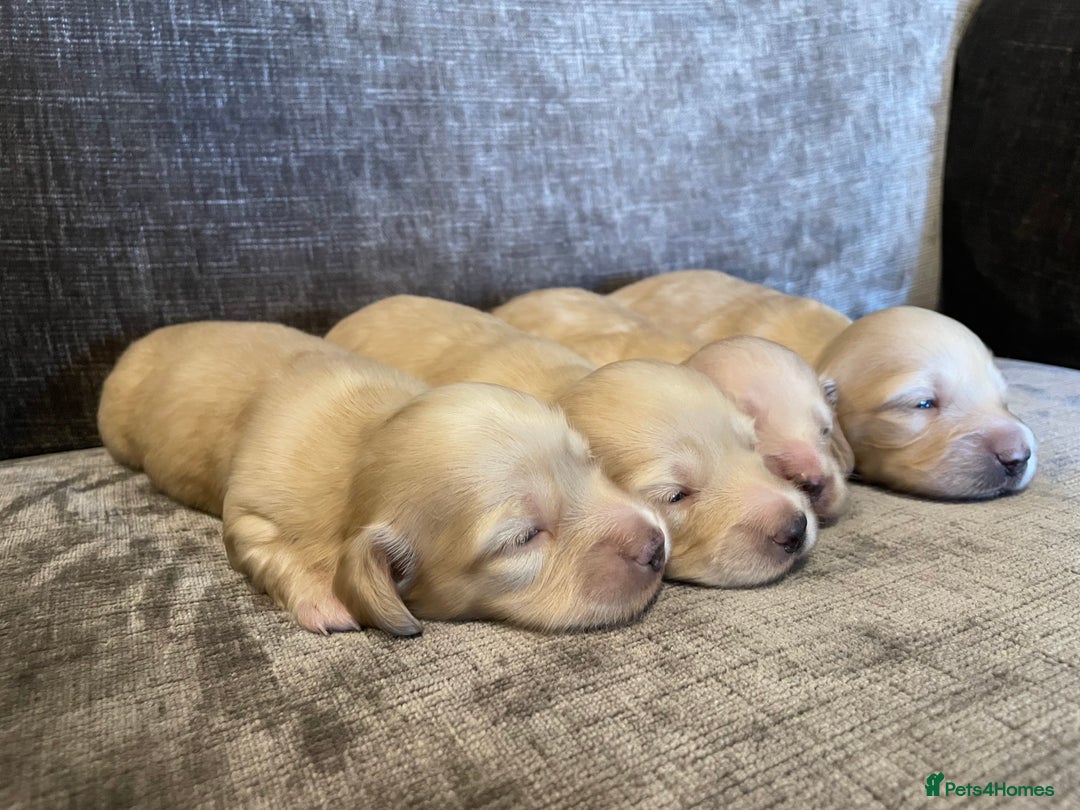 Miniature Dachshund dogs for sale: Long Haired Cream Miniature Dachshund - Image 3