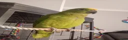 Parrots birds for sale: Panama amazon  - Advert 5