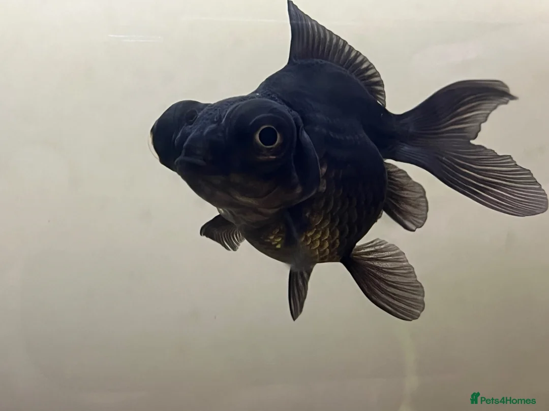 Goldfish fish for sale: Black moor baby goldfish  in Nuneaton - Advert 1